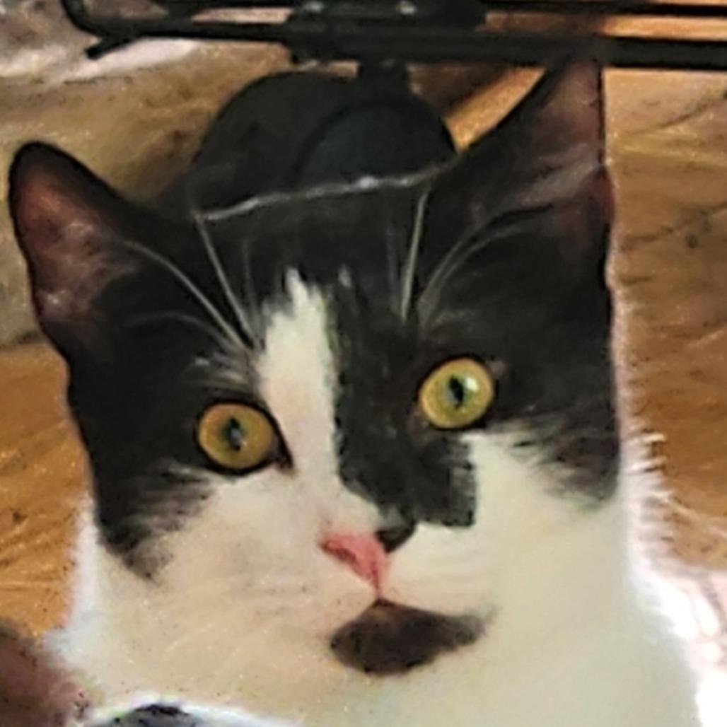 Watson, a Adoptable Domestic Short Hair in Potomac, MD image 3/6