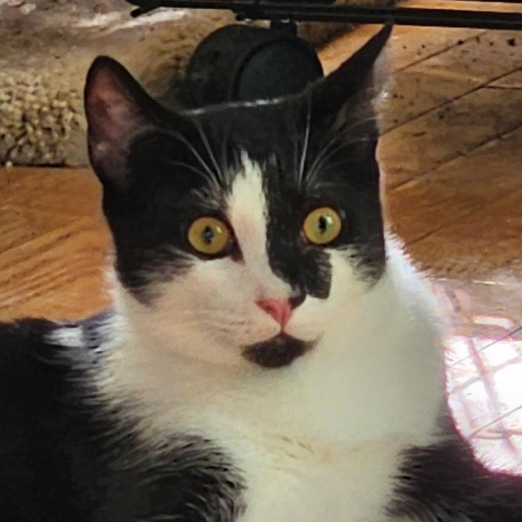 Watson, a Adoptable Domestic Short Hair in Potomac, MD image 4/6