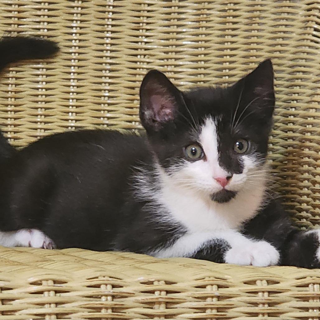 Enlarge Watson, a Adoptable Domestic Short Hair in Potomac, MD image 1/1