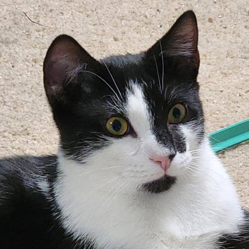 Enlarge Watson, a Adoptable Domestic Short Hair in Potomac, MD image 3/3