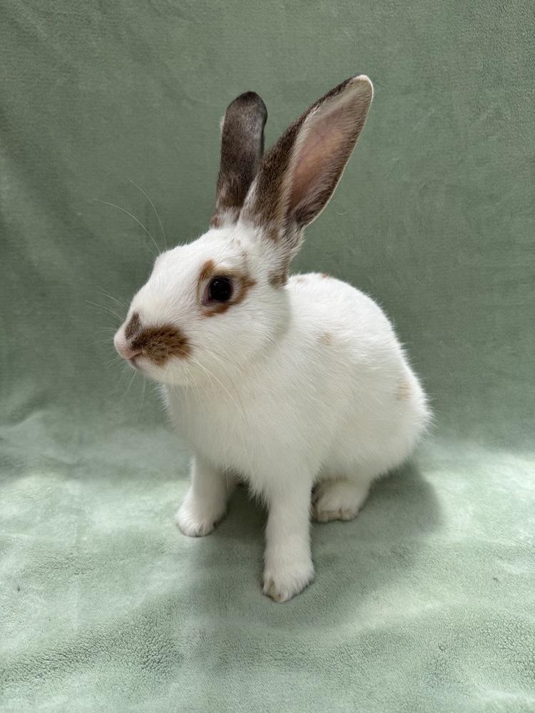 Enlarge Biscoff, a Adoptable mixed breed in Gainesville, FL image 1/5
