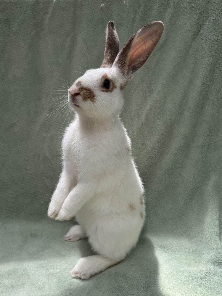 Enlarge Biscoff, a Adoptable mixed breed in Gainesville, FL image 3/5