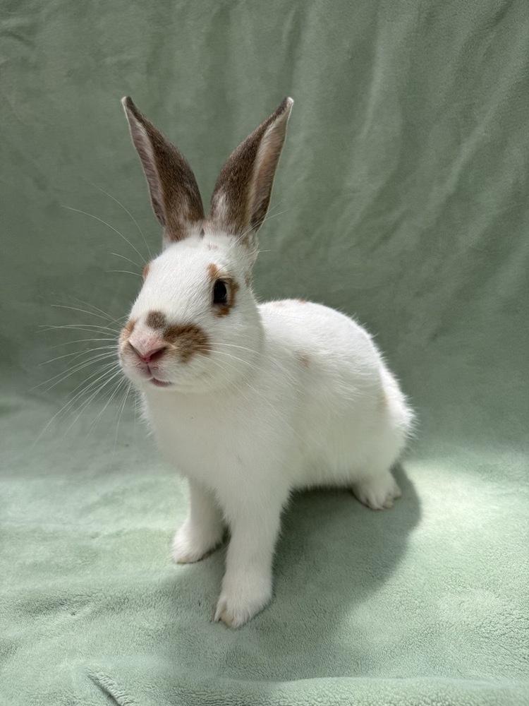 Enlarge Biscoff, a Adoptable mixed breed in Gainesville, FL image 4/5