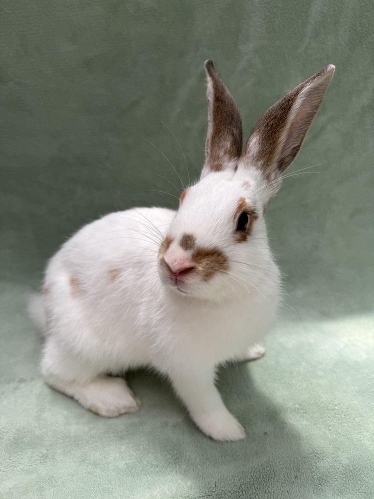 Enlarge Biscoff, a Adoptable mixed breed in Gainesville, FL image 5/5