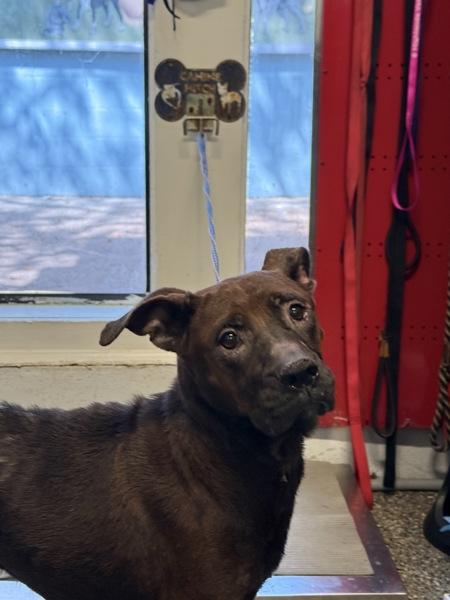 Enlarge Charmain, a Adoptable mixed breed in Mobile, AL image 3/4