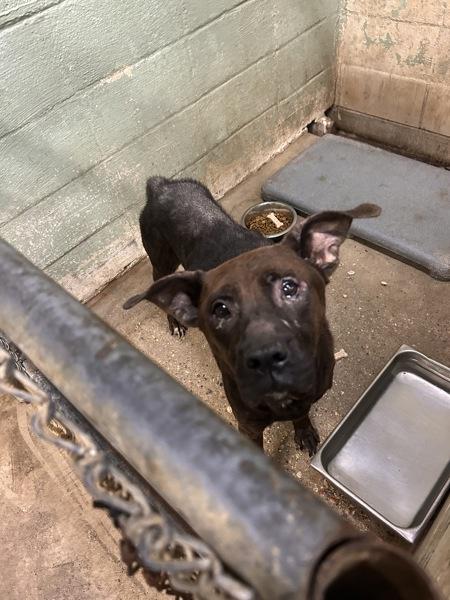 Enlarge Charmain, a Adoptable mixed breed in Mobile, AL image 4/4