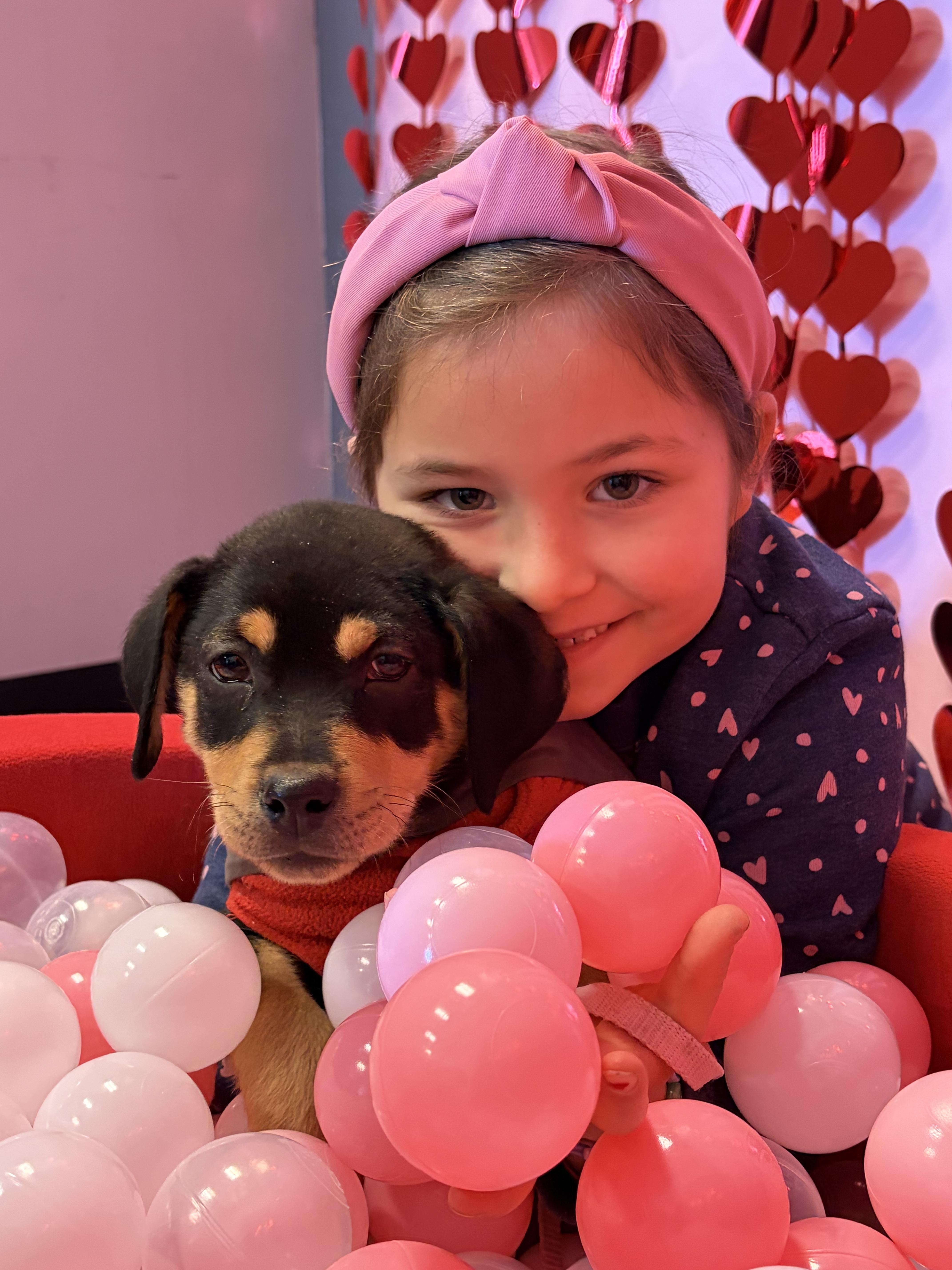 Enlarge Jedi, an adopted mixed breed in New York, NY image 3/4