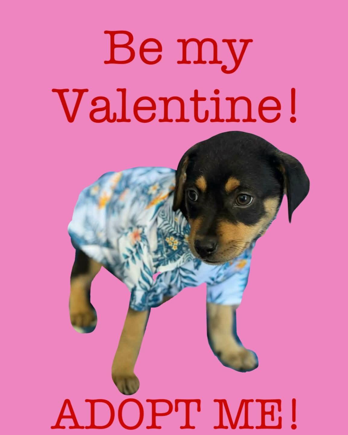 Enlarge Jedi, an adopted mixed breed in New York, NY image 2/4