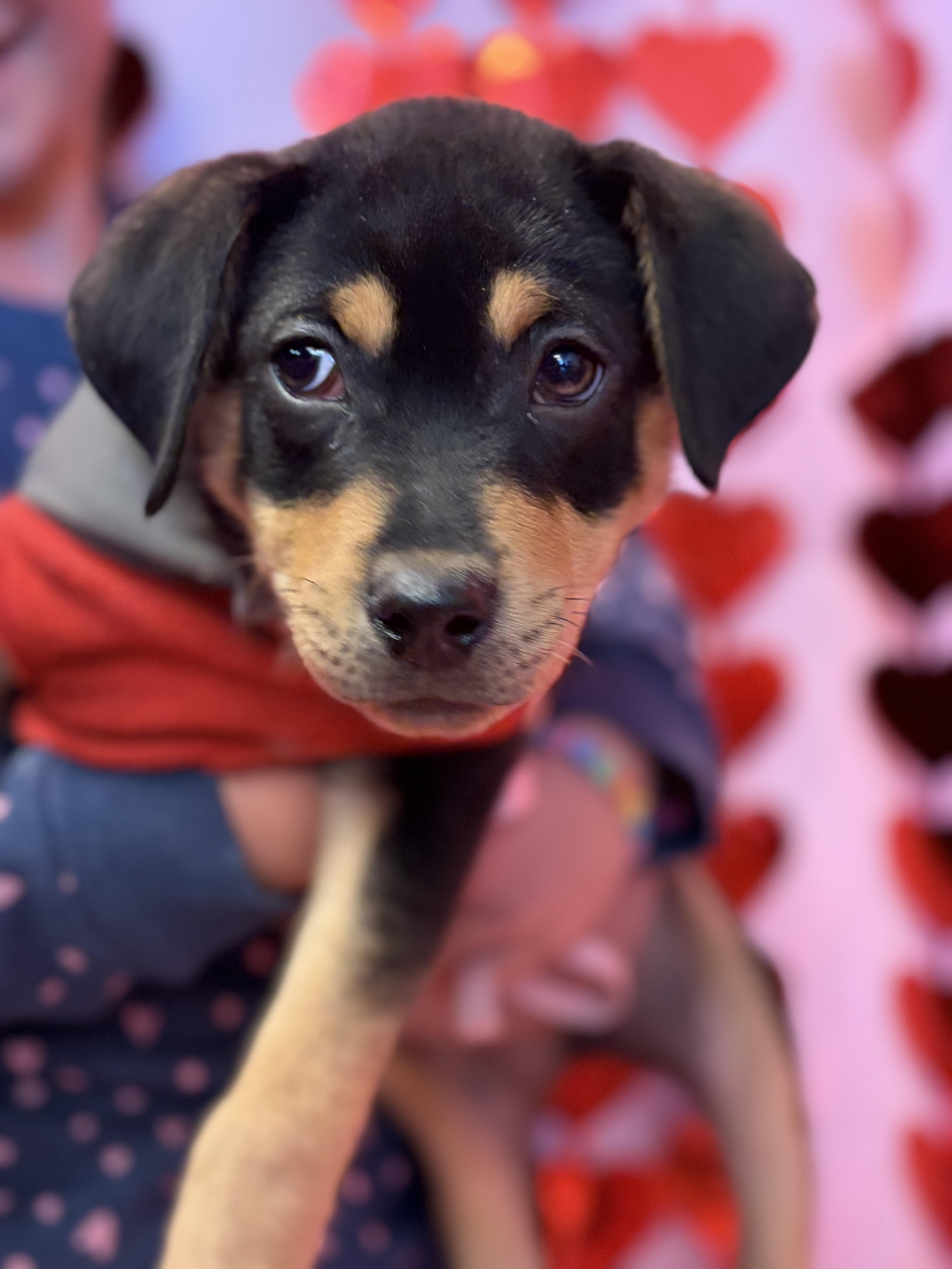 Enlarge Jedi, an adopted mixed breed in New York, NY image 1/4