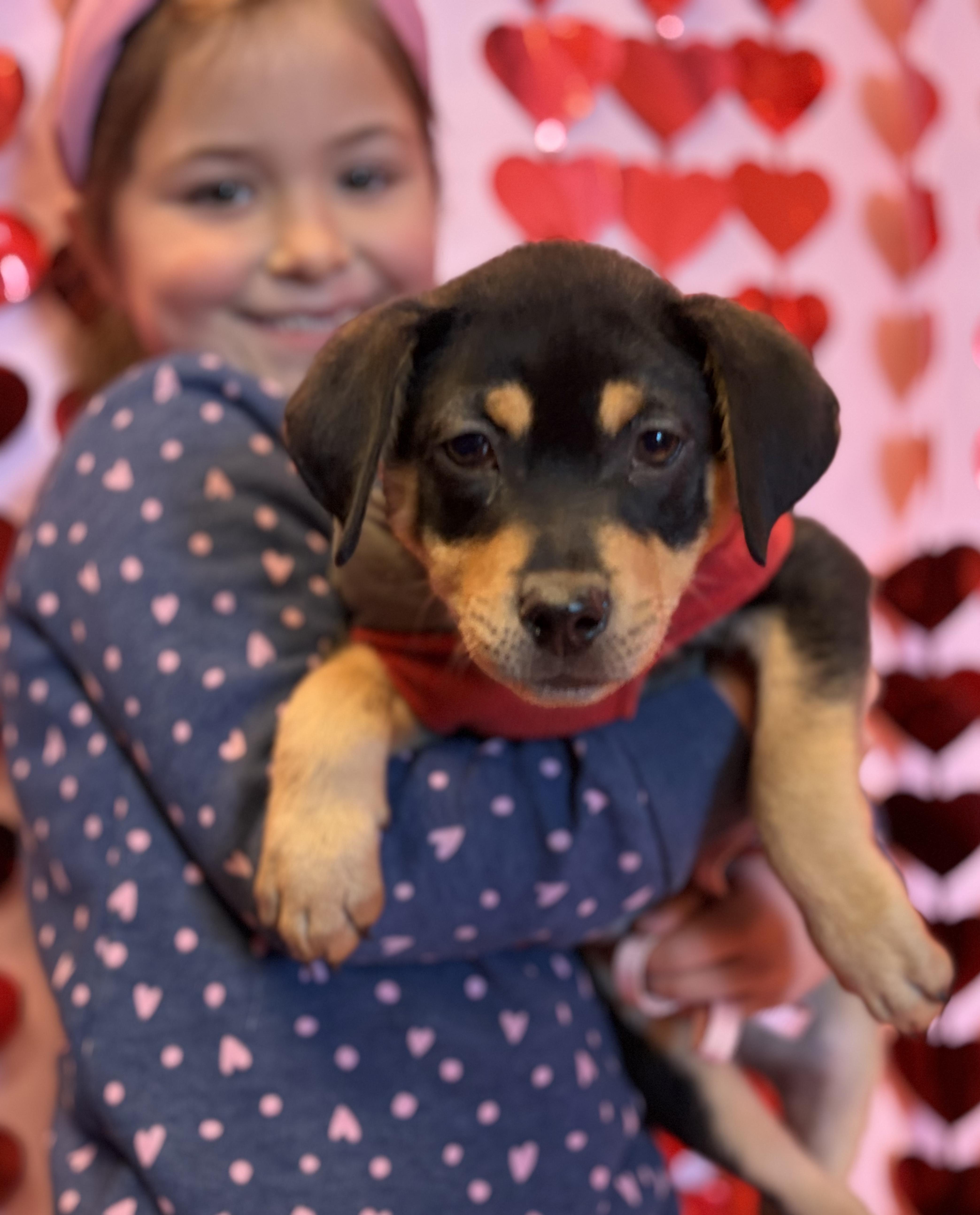 Enlarge Jedi, an adopted mixed breed in New York, NY image 4/4