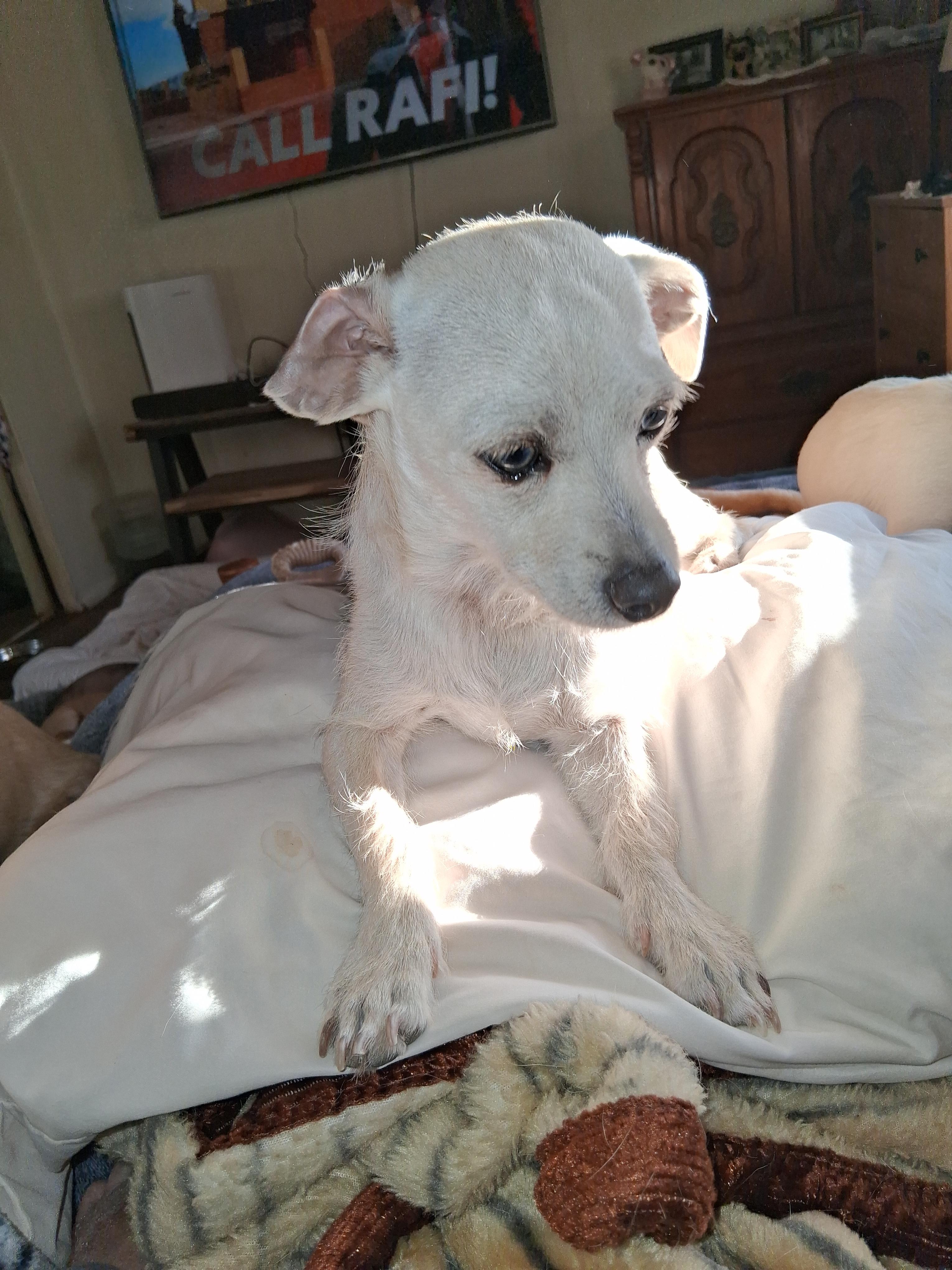 Budders (Buddy), ADOPTABLE, Young Male Chiweenie & Terrier.