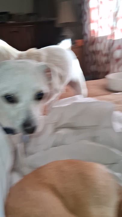 Enlarge Budders (Buddy), a ADOPTABLE mixed breed in Florence, AZ video 2/2