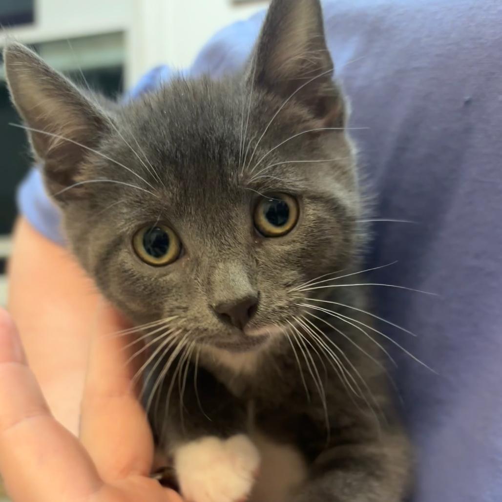 Koopa, a Adoptable Domestic Short Hair in Hopewell, VA image 1/5