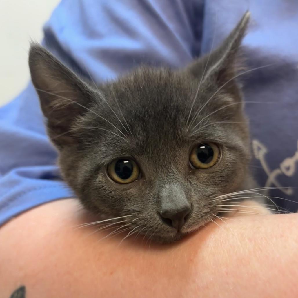 Koopa, a Adoptable Domestic Short Hair in Hopewell, VA image 2/5