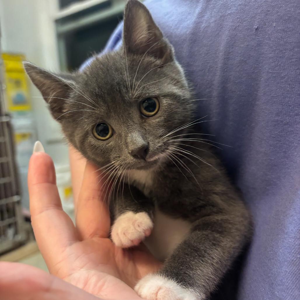 Koopa, a Adoptable Domestic Short Hair in Hopewell, VA image 3/5