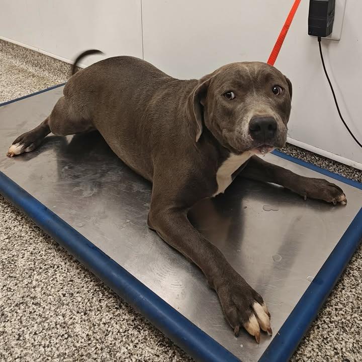 Morgan, Adopted, Young Female Pit Bull Terrier.