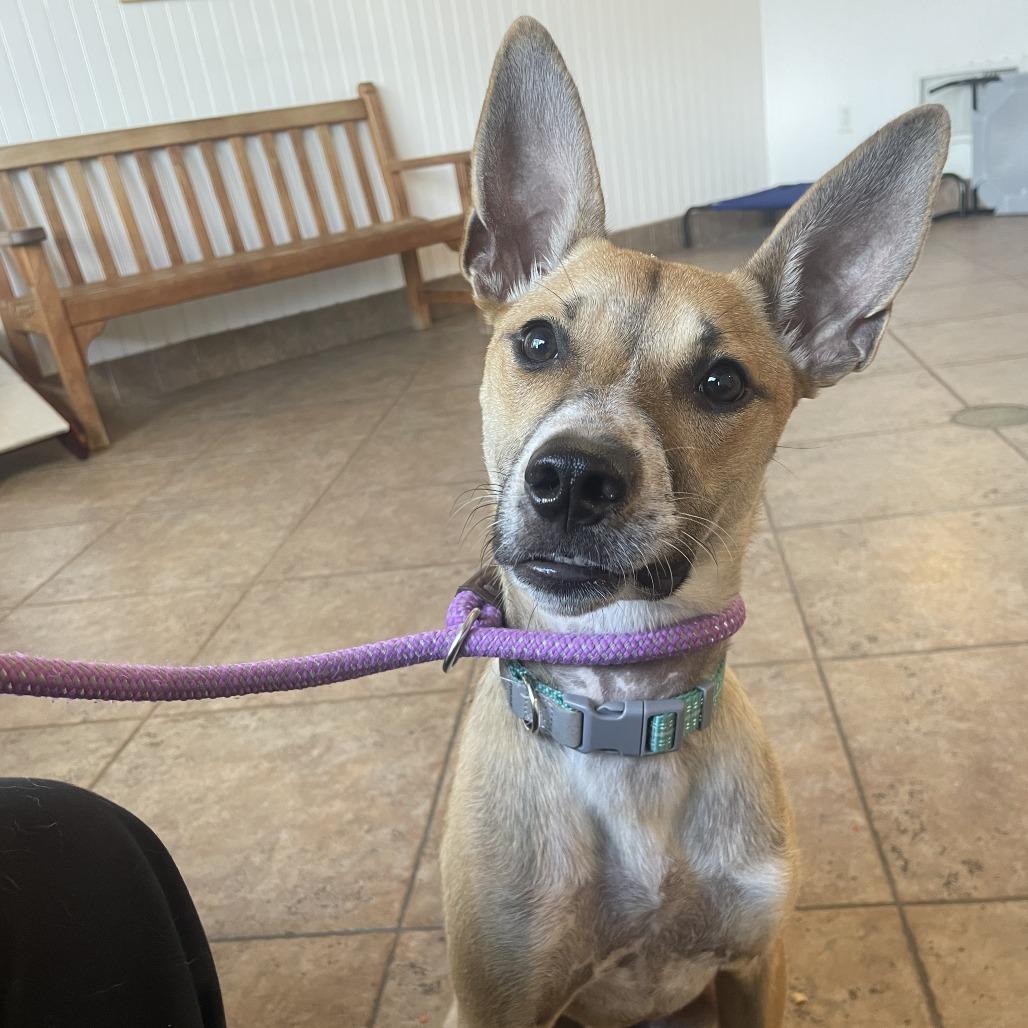 Fiesta, Adoptable, Young Female Australian Kelpie & Mixed Breed.