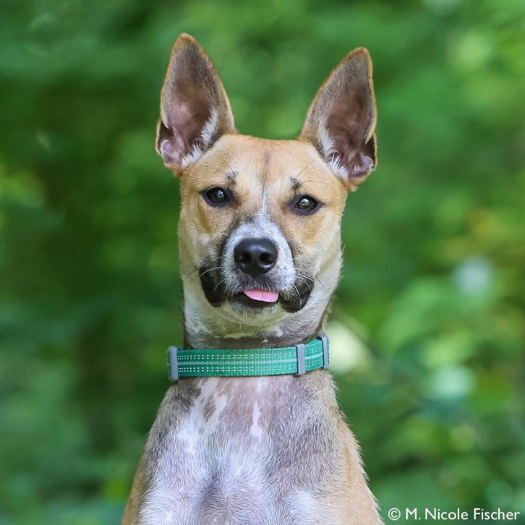Fiesta, a Adoptable mixed breed in Conshohocken, PA image 2/6