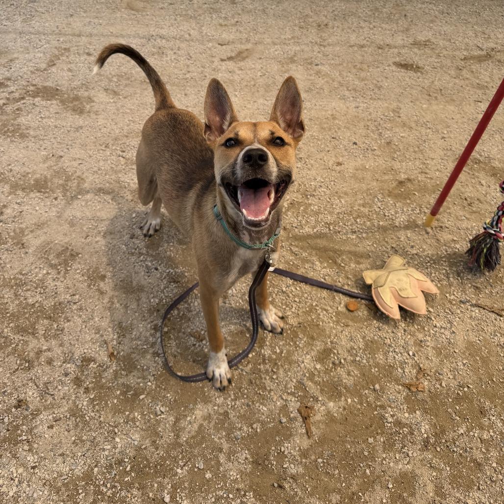 Fiesta, a Adoptable mixed breed in Conshohocken, PA image 2/6