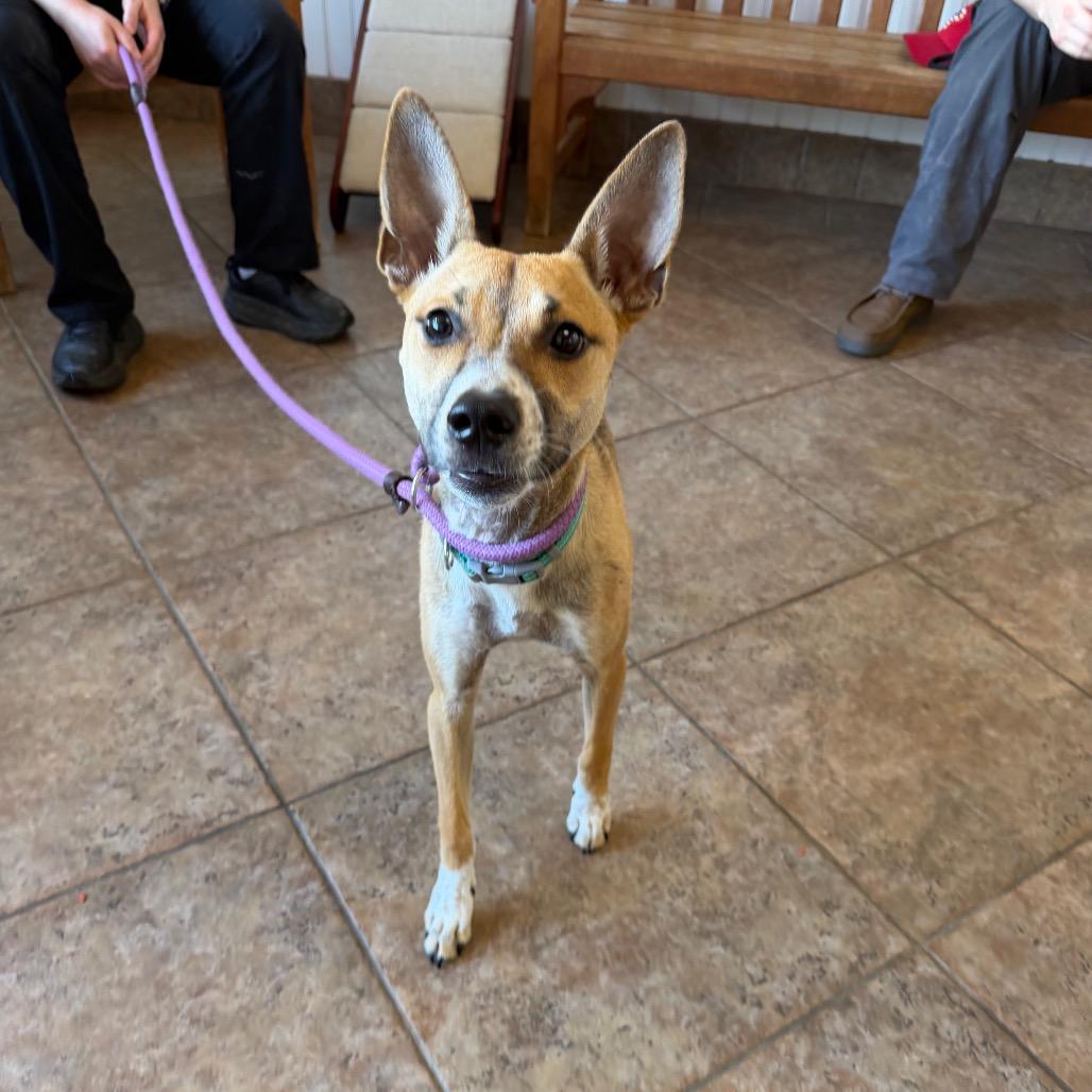 Fiesta, a Adoptable mixed breed in Conshohocken, PA image 6/6