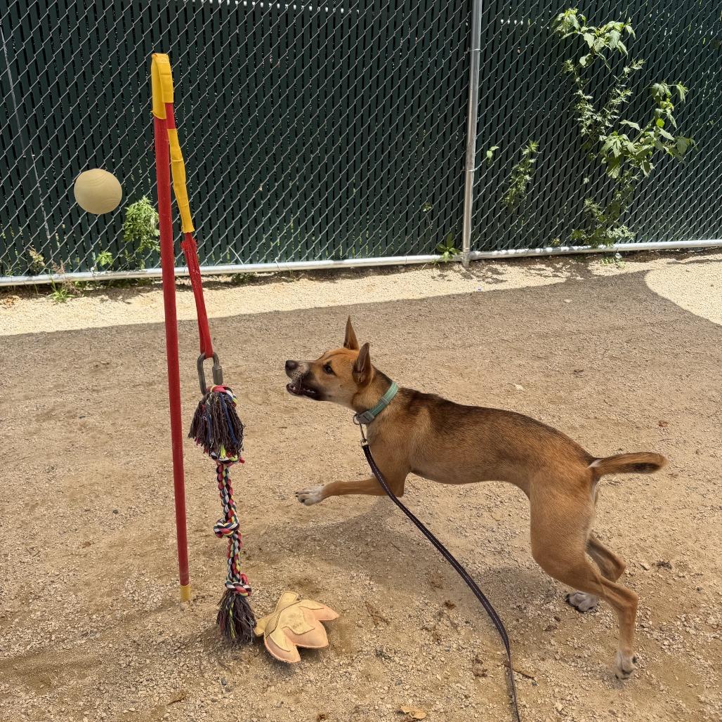 Fiesta, a Adoptable mixed breed in Conshohocken, PA image 4/6