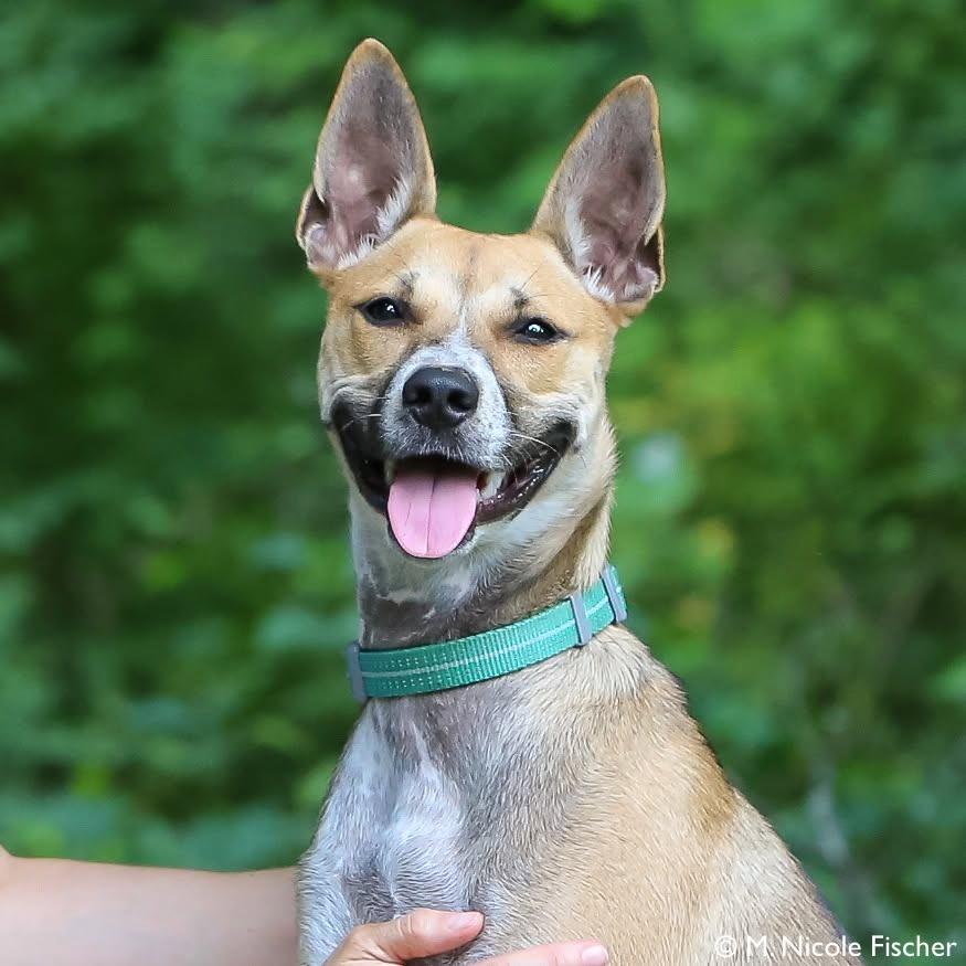 Fiesta, a Adoptable mixed breed in Conshohocken, PA image 5/6