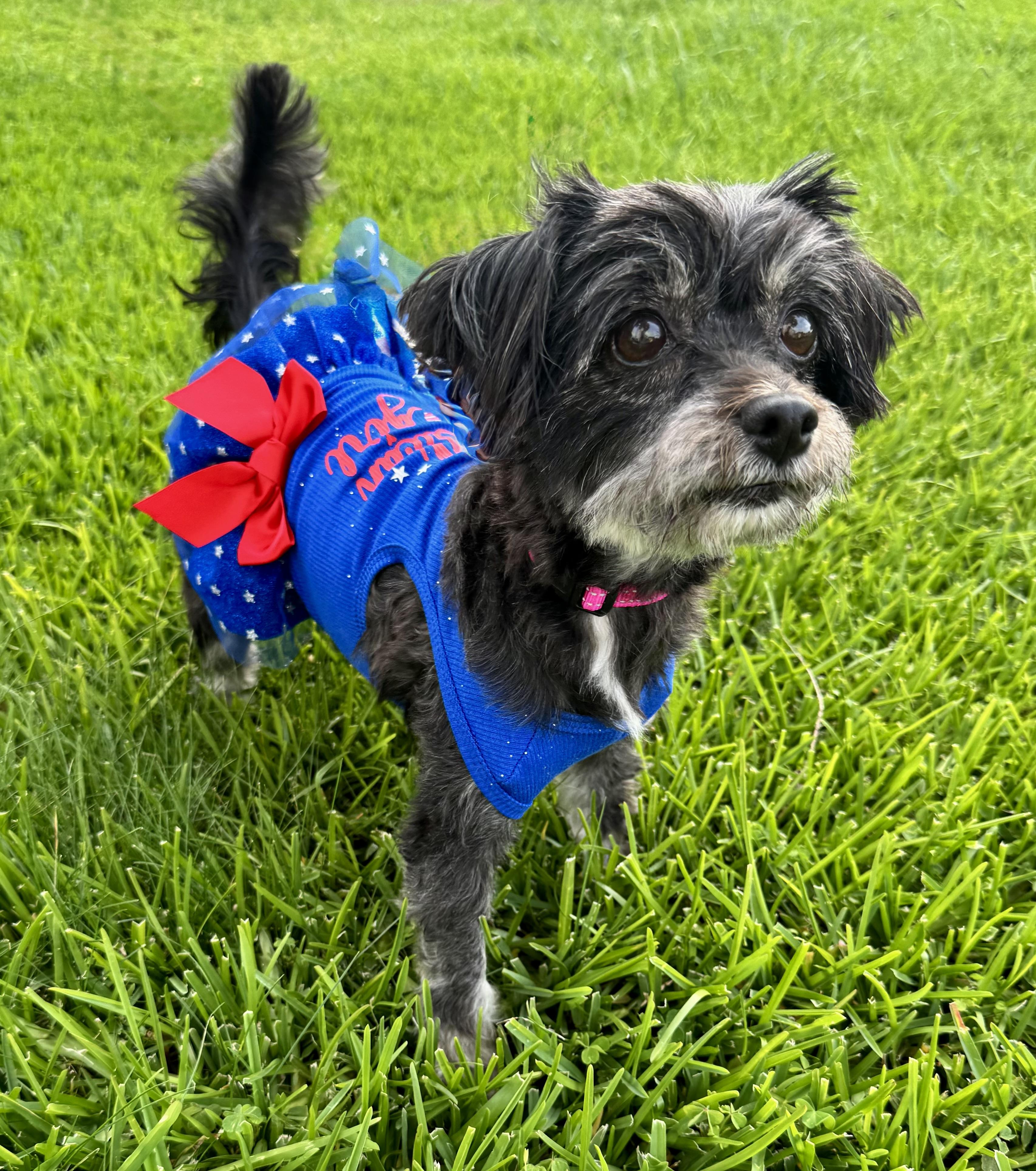 Basil, an adoptable Miniature Poodle & Terrier Mix in Corona Del Mar, CA_image-1