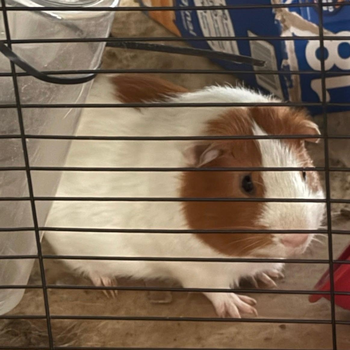 Cream ---Courtesy Post---, Adopted, Adult Male Guinea Pig.