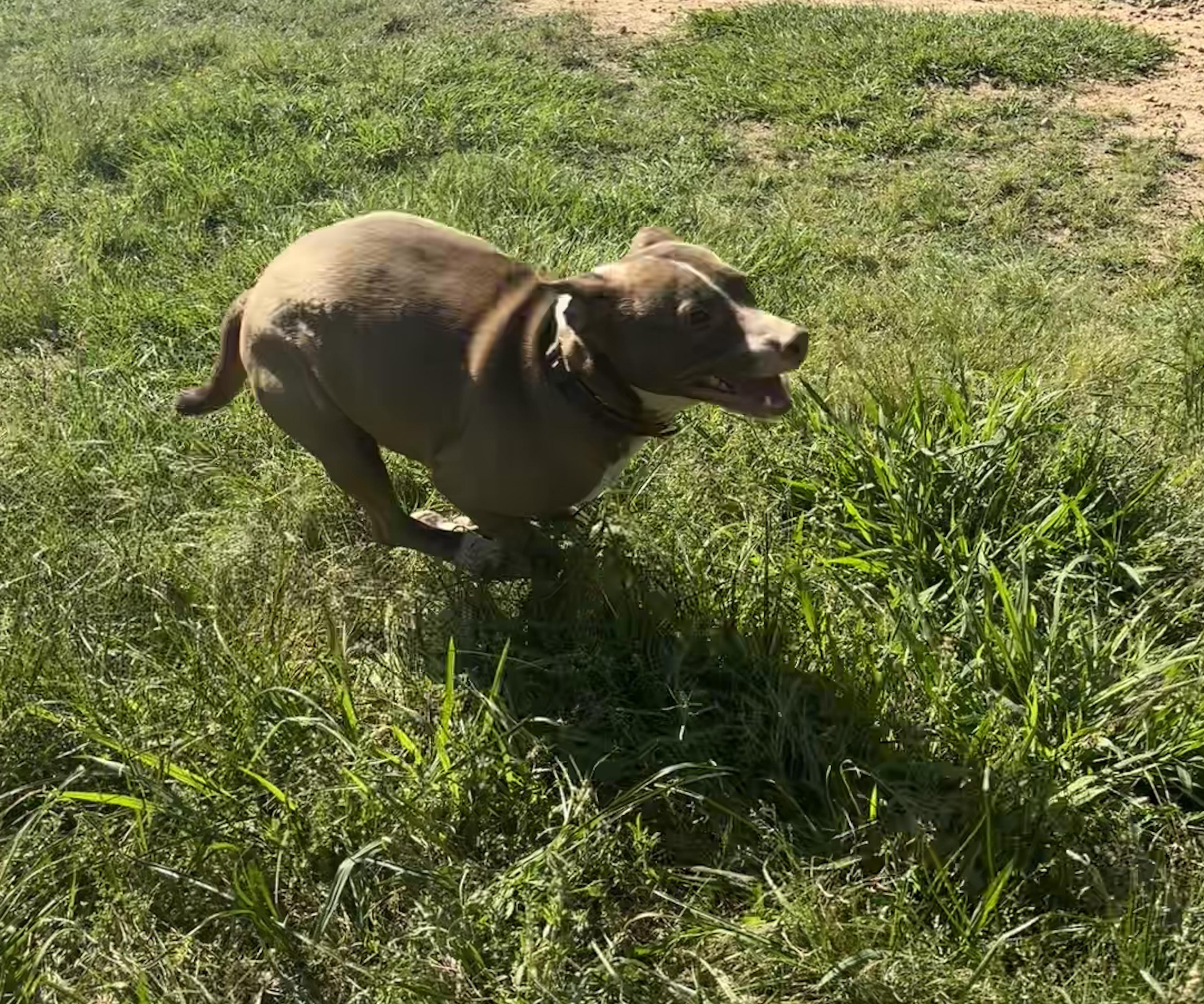 Dale, Adoptable, Adult Female American Staffordshire Terrier.