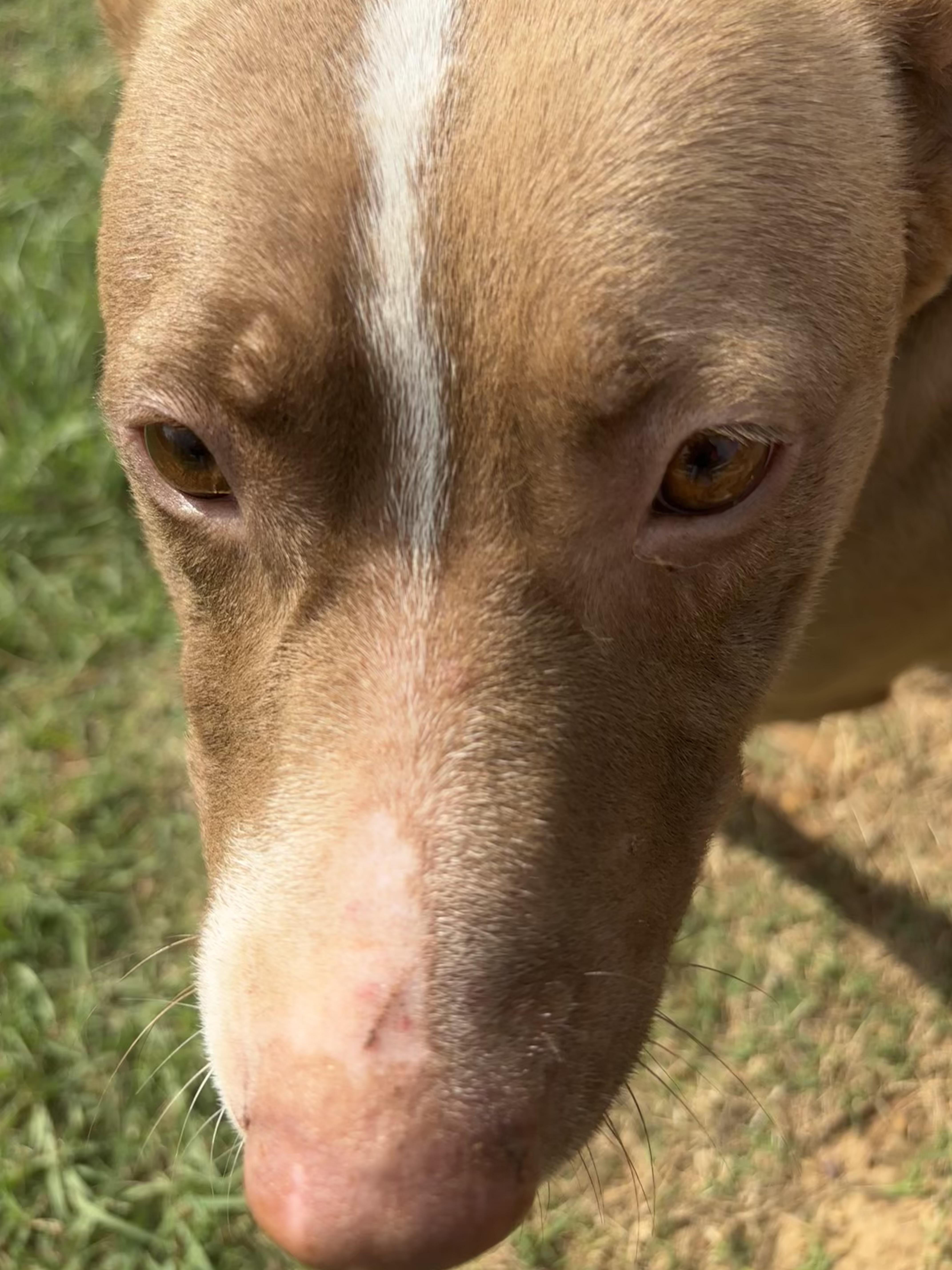 Enlarge Dale, a Adoptable mixed breed in Coldspring, TX image 2/5