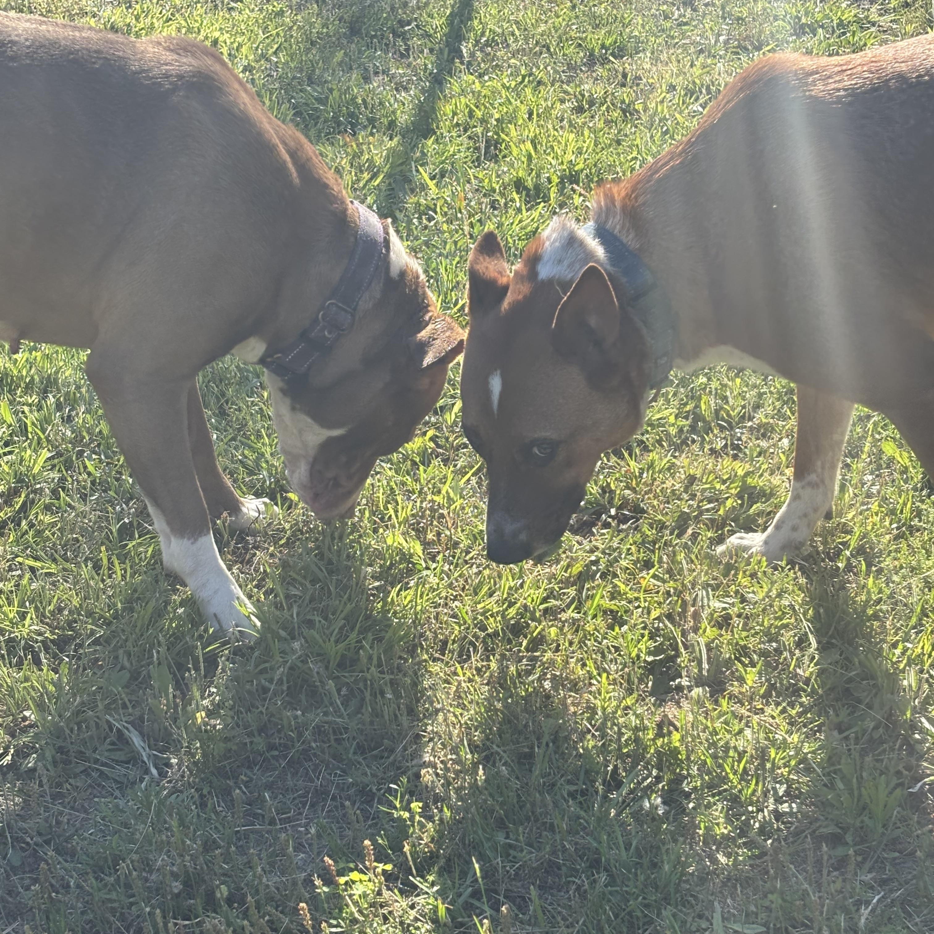 Enlarge Dale, a Adoptable mixed breed in Coldspring, TX image 3/5