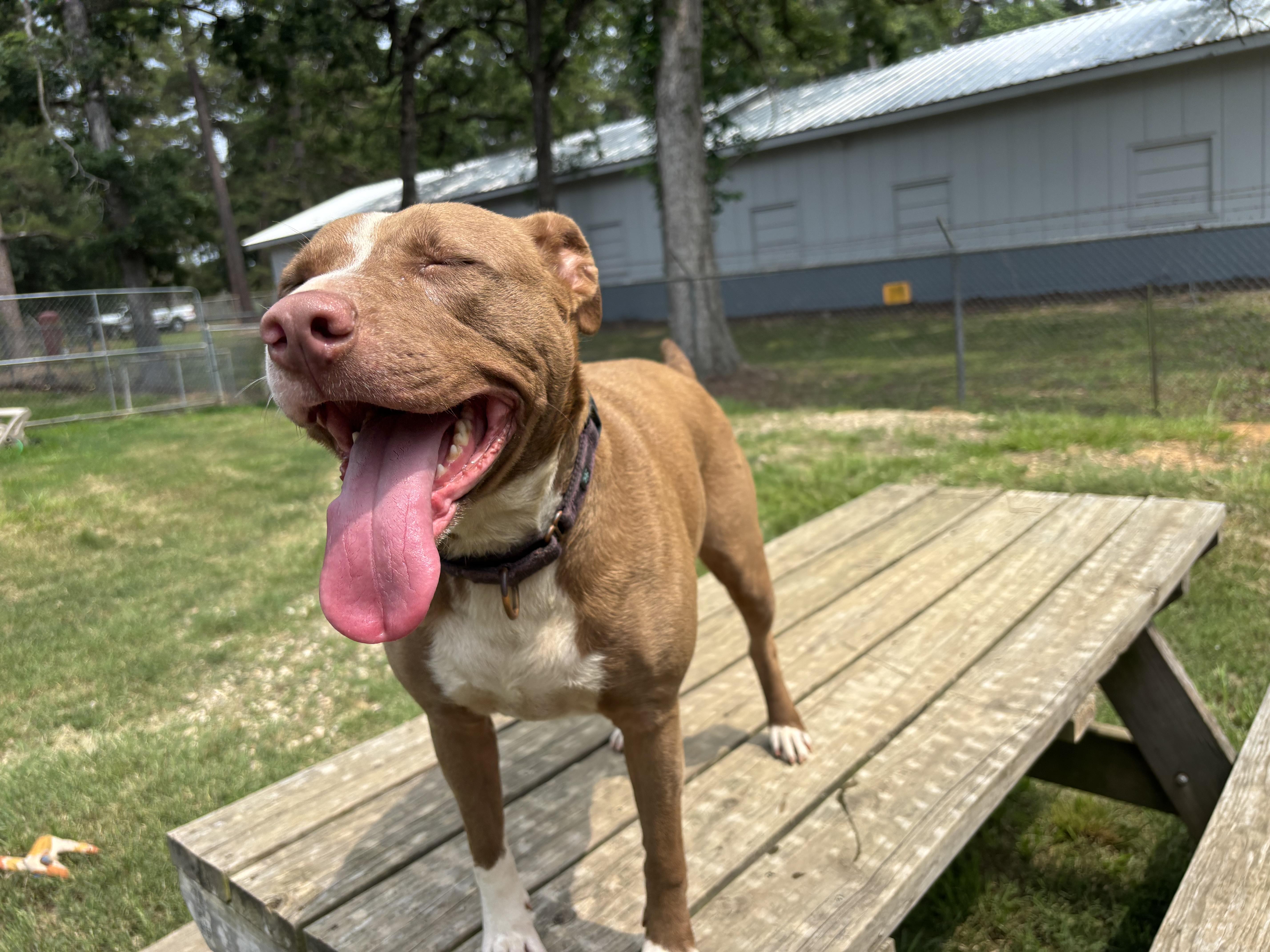 Dale, a Adoptable mixed breed in Coldspring, TX image 6/6