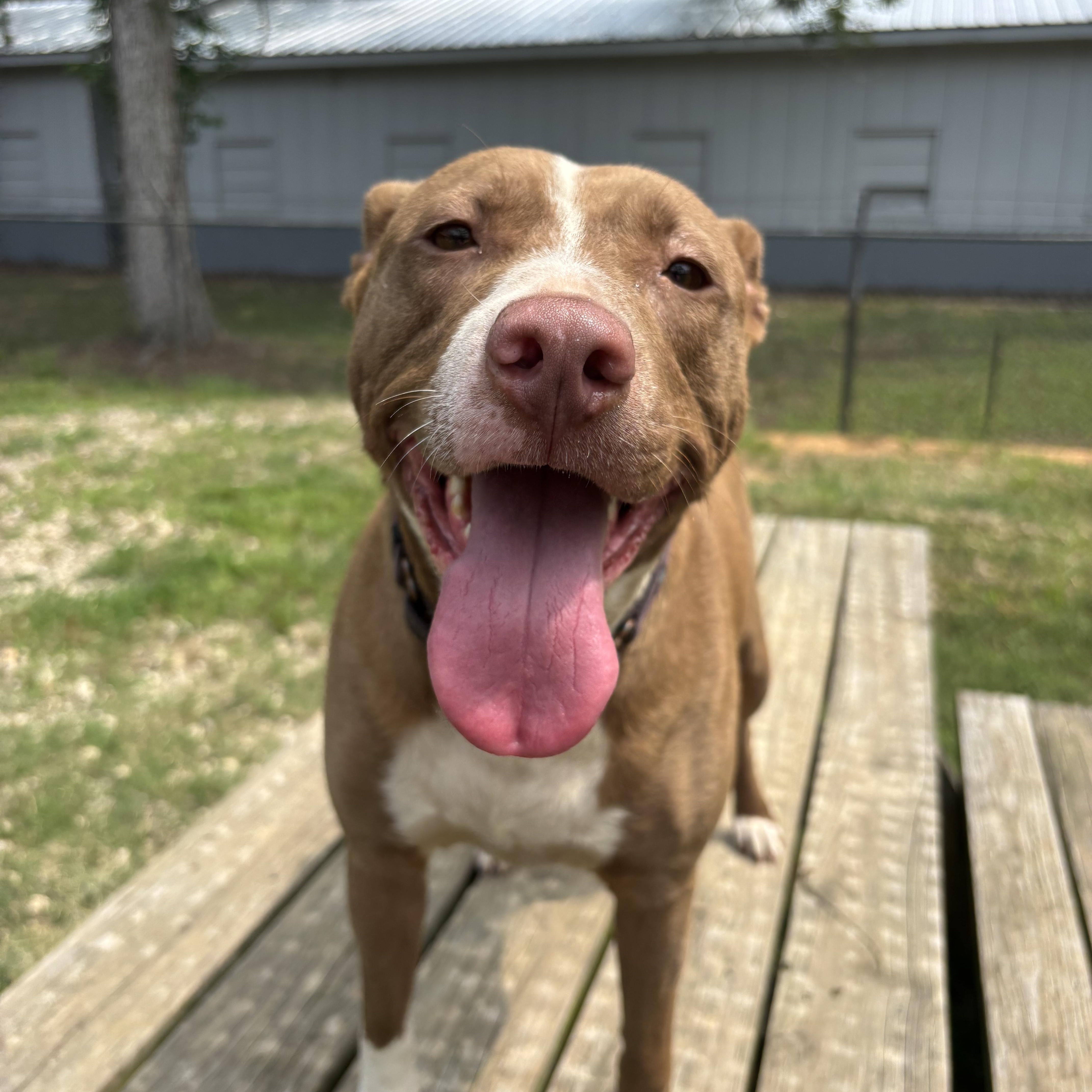 Dale, Adoptable, Adult Female American Staffordshire Terrier.