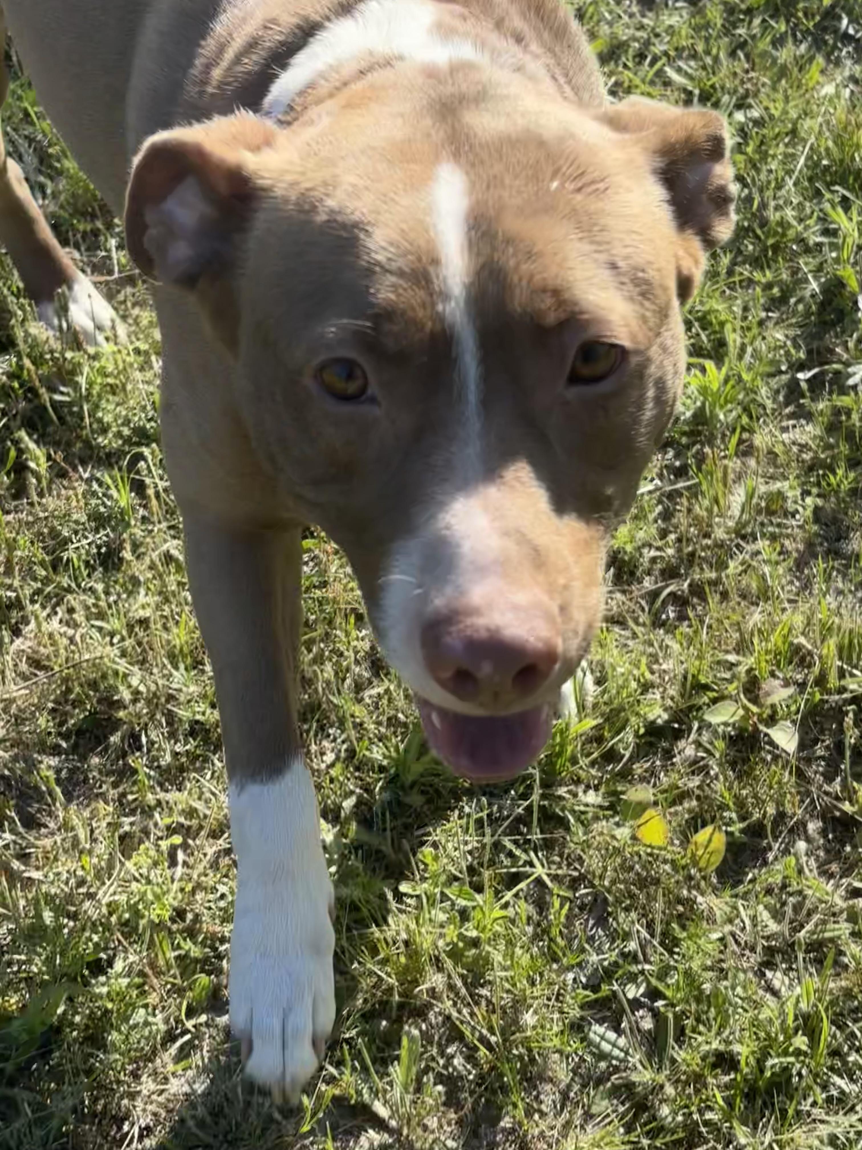 Enlarge Dale, a Adoptable mixed breed in Coldspring, TX image 4/5