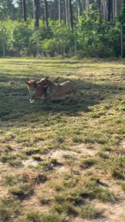 Enlarge Dale, a Adoptable mixed breed in Coldspring, TX video 5/5