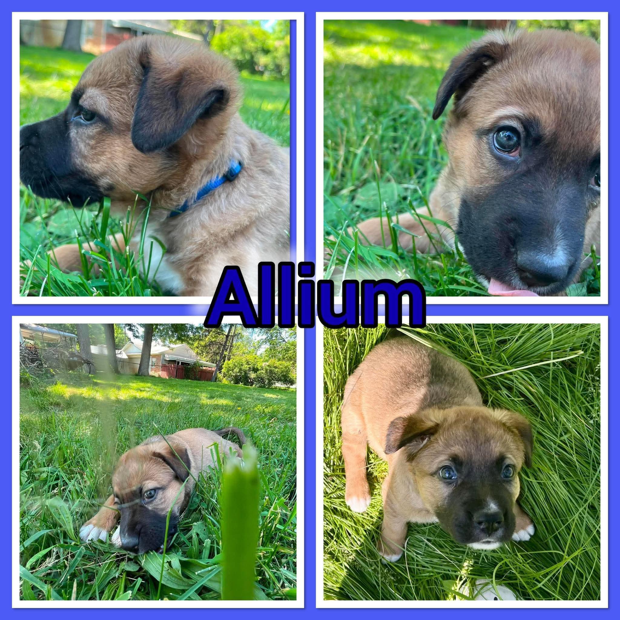 Alium, an adoptable mixed breed in Pleasant Ridge, MI image 2/2