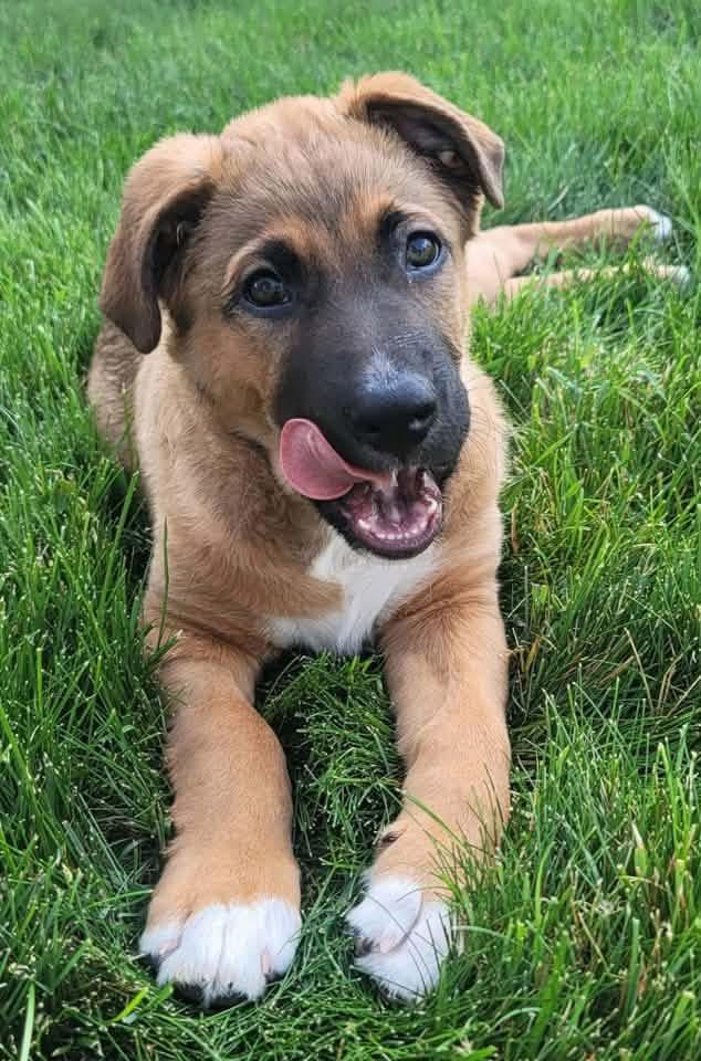 Alium, adoptable, Puppy Male German Shepherd Dog.