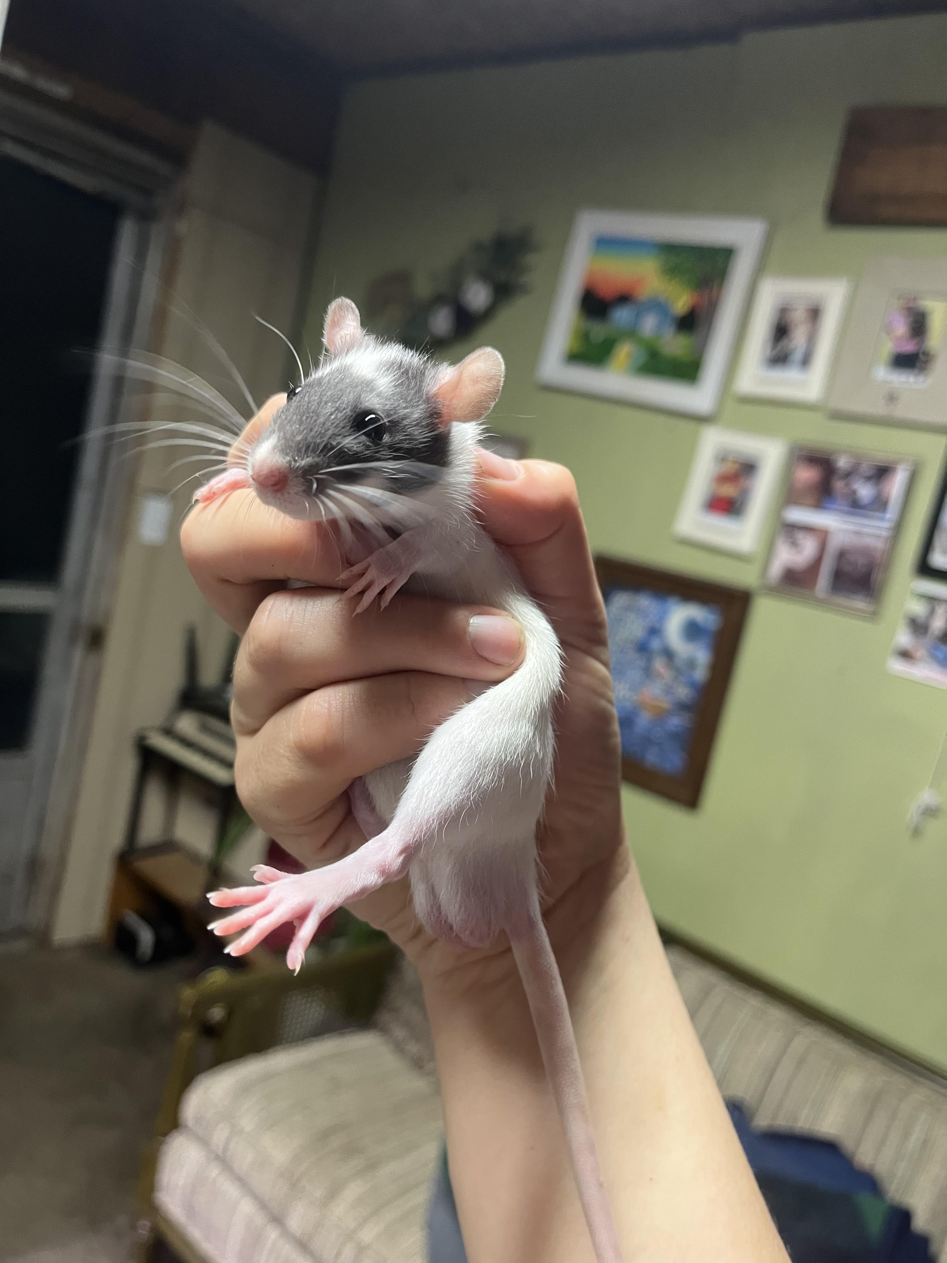 Baby Boy Ratties, Adoptable, Young Male Rat.