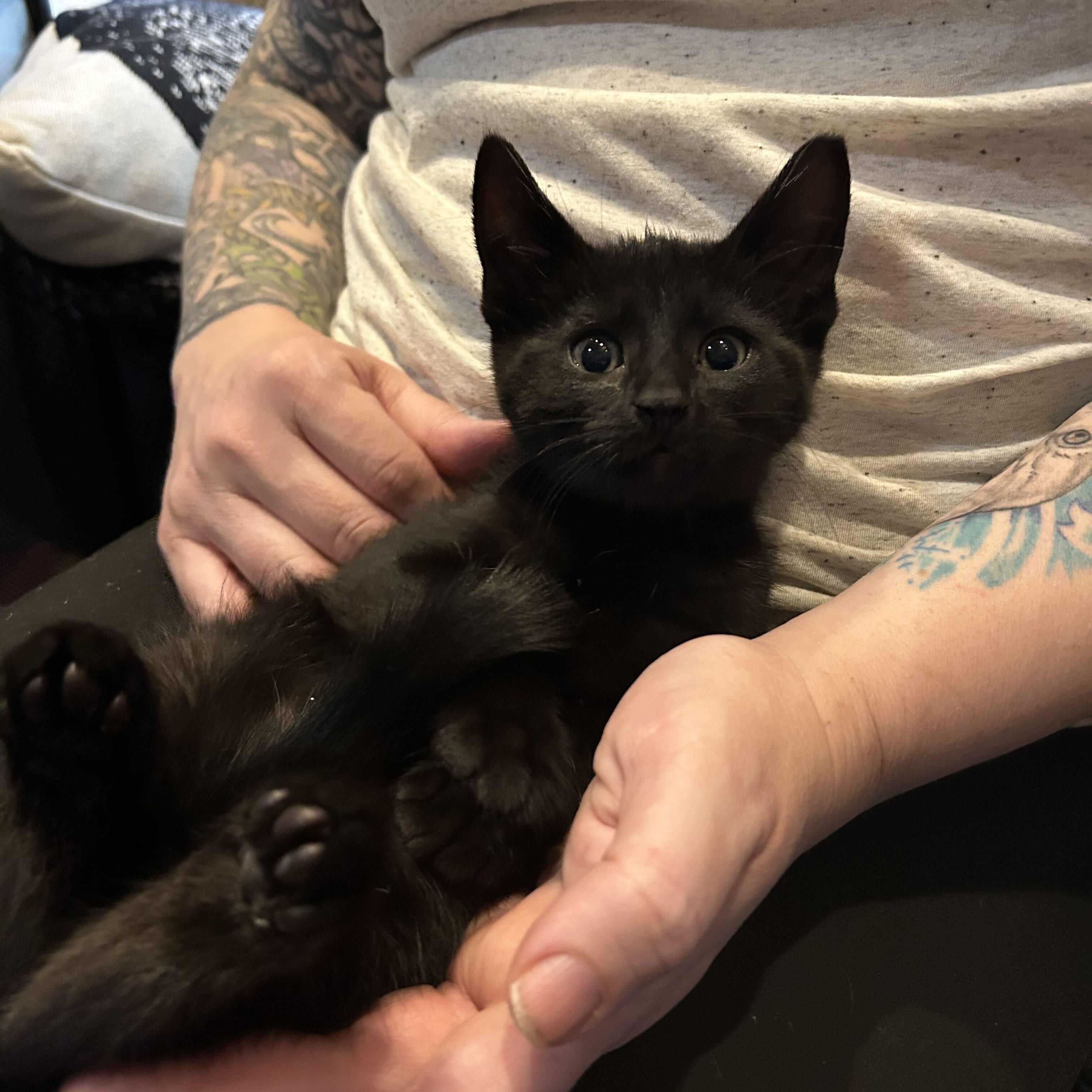 Pepper, Adoptable, Kitten Male Domestic Medium Hair.