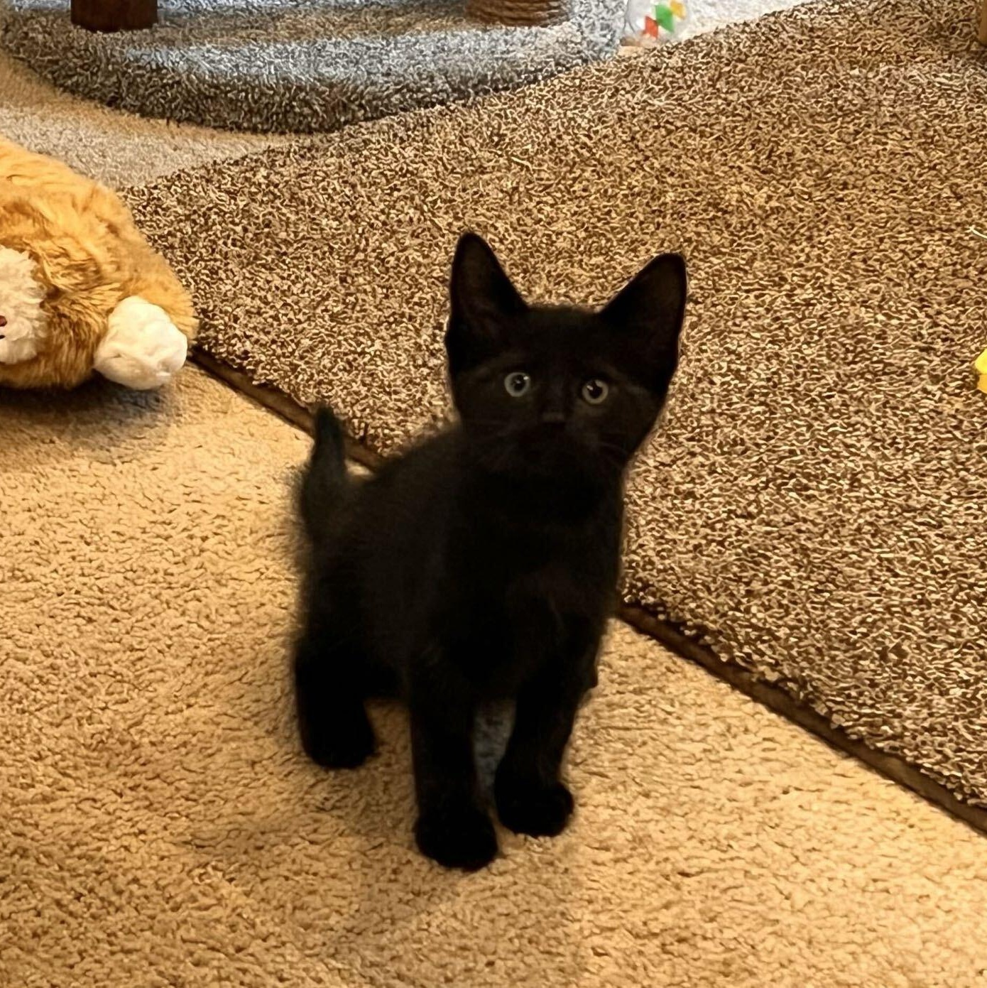 Enlarge Pepper, a Adoptable Domestic Medium Hair in Washington, MI image 2/2