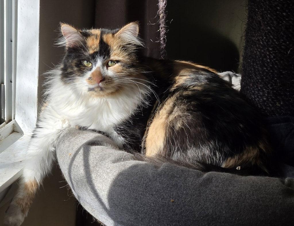 Enlarge Carmela, a ADOPTABLE Domestic Long Hair in Bowie, MD image 2/3