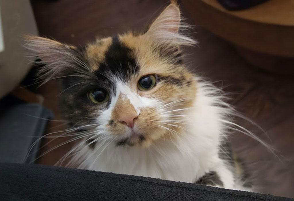 Carmela, ADOPTABLE, Young Female Domestic Long Hair.