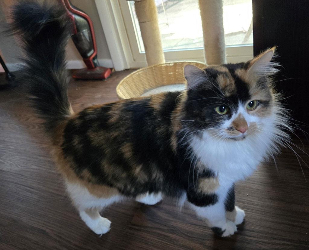 Enlarge Carmela, a ADOPTABLE Domestic Long Hair in Bowie, MD image 3/3