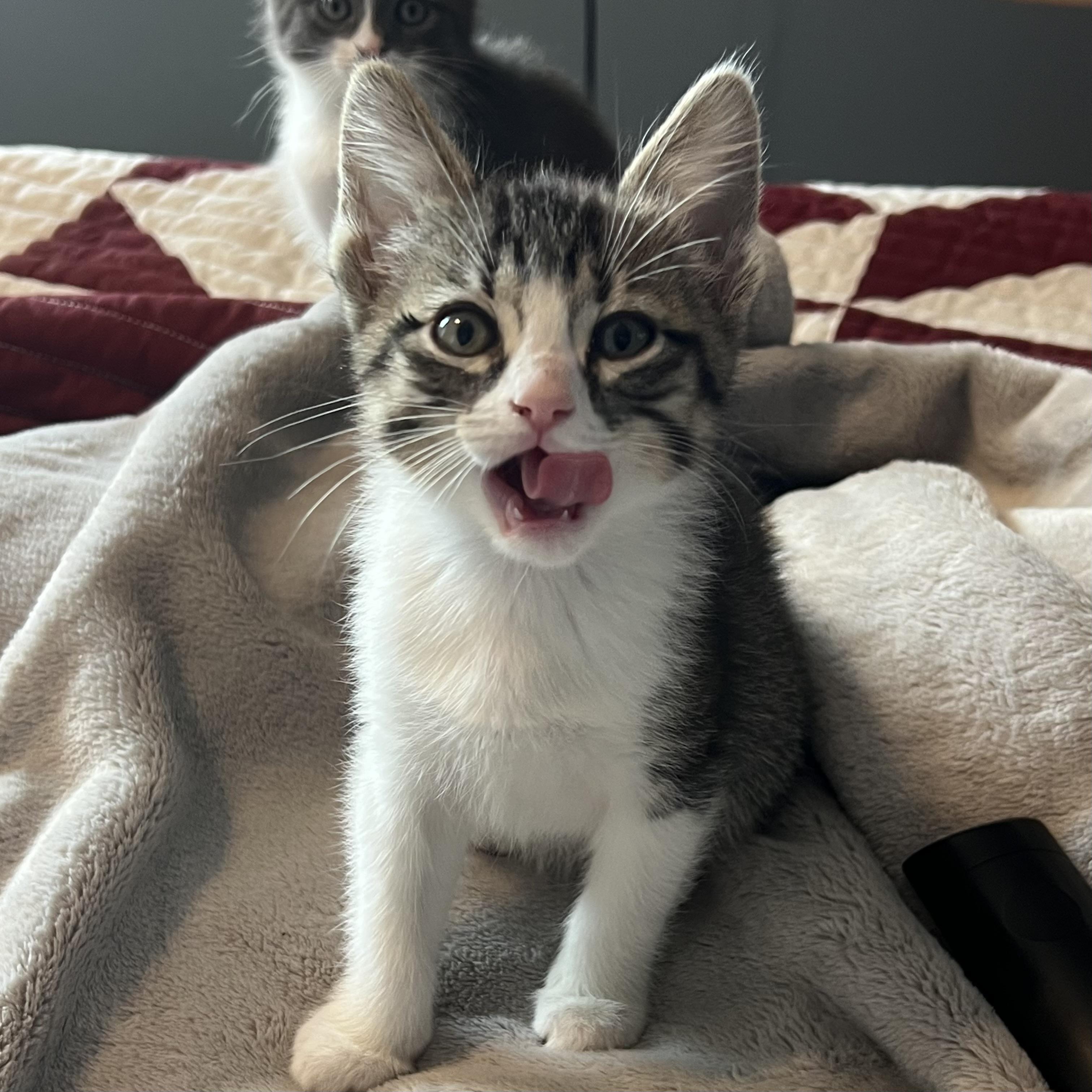 Ross, adopted, Young Male Domestic Short Hair.