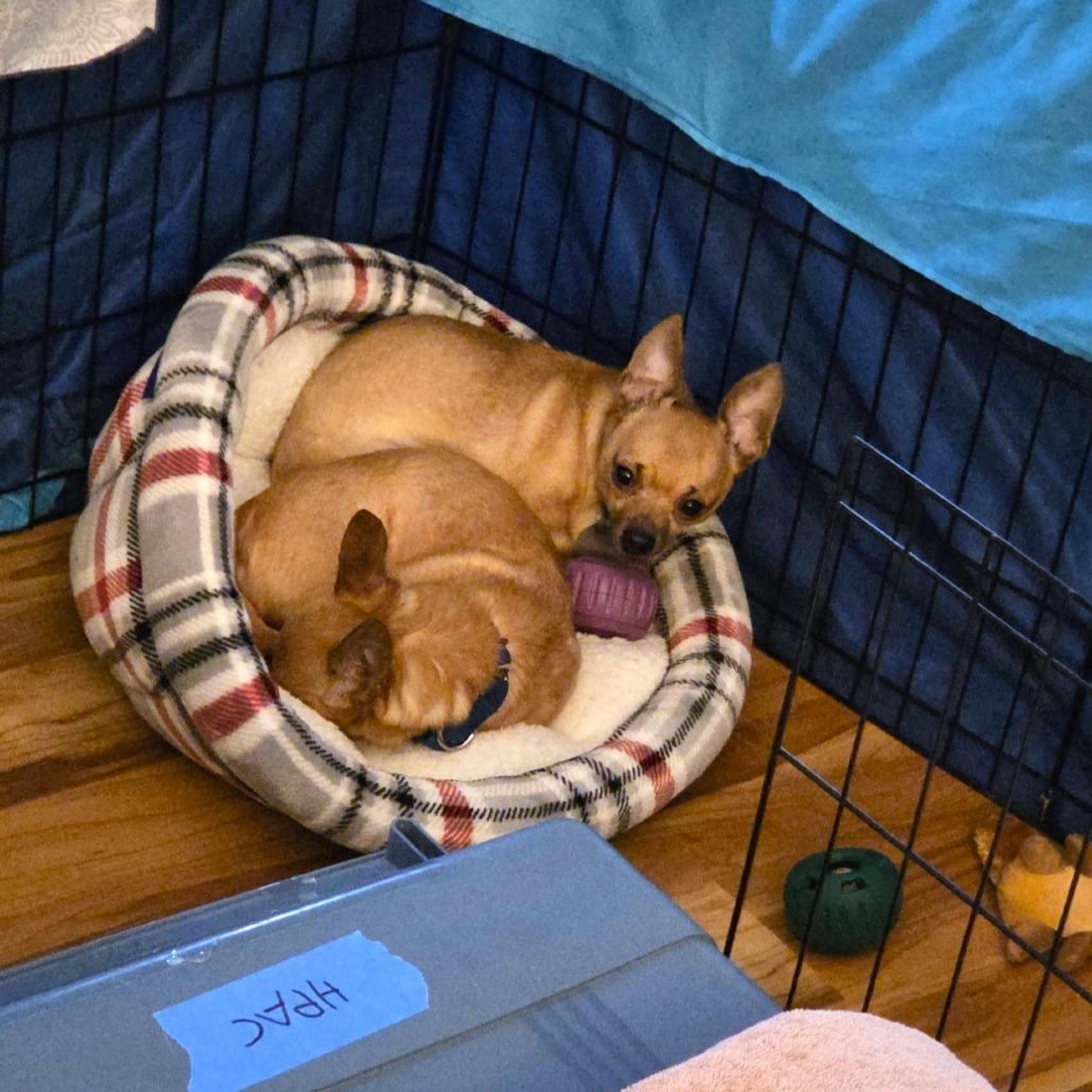 Paleta, Adoptable, Adult Male Yorkshire Terrier & Chihuahua.