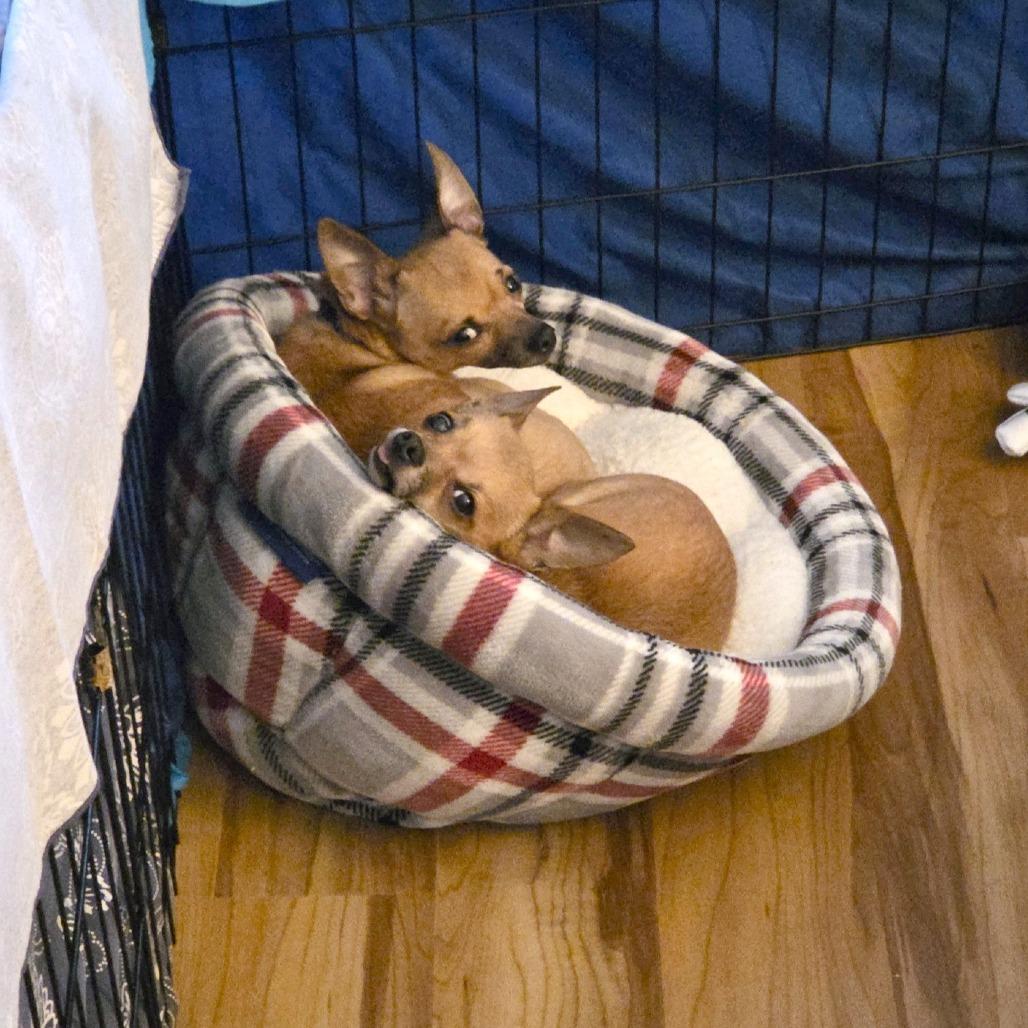 Enlarge Paleta, a Adoptable mixed breed in Woodinville, WA image 3/5