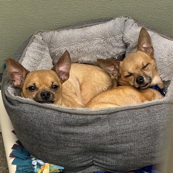 Enlarge Paleta, a Adoptable mixed breed in Woodinville, WA image 4/5