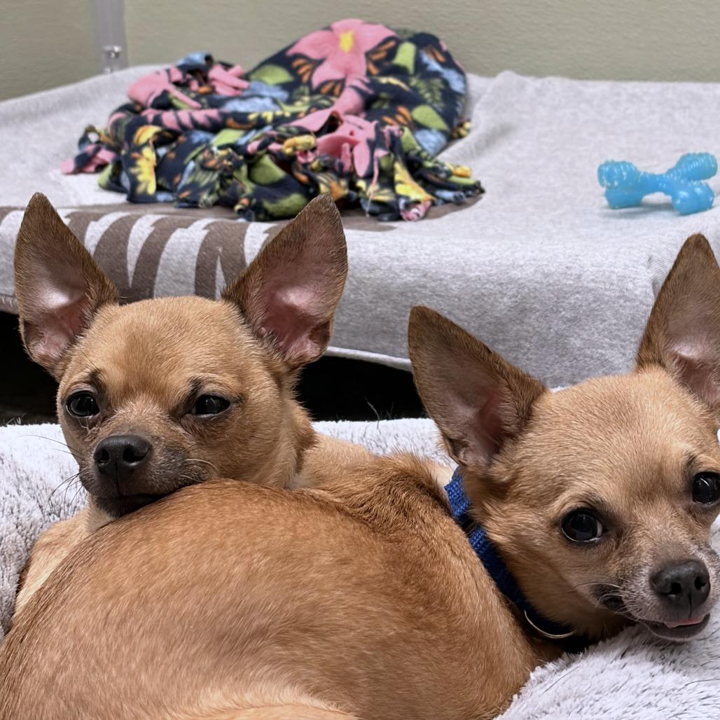 Enlarge Paleta, a Adoptable mixed breed in Woodinville, WA image 5/5