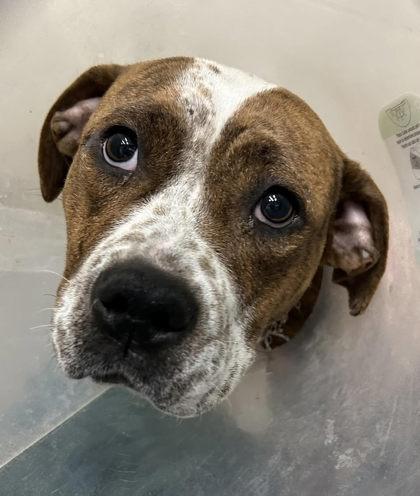 Enlarge Harriett, a Adoptable mixed breed in West Memphis, AR image 1/3