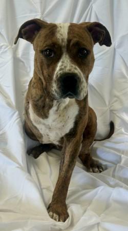 Enlarge Harriett, a Adoptable mixed breed in West Memphis, AR image 2/3